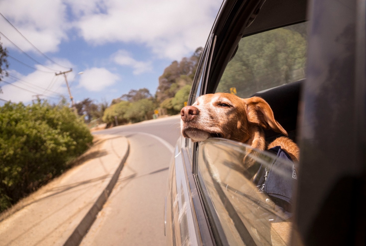 10 Must-Have Features in Dog-Friendly Cars