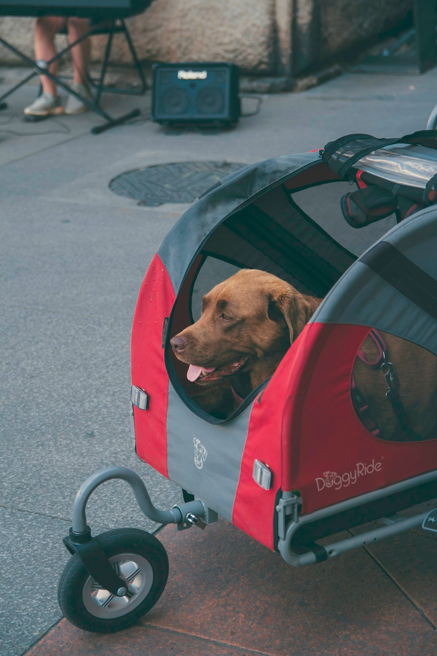 Top Car Models for Pet-Loving Families