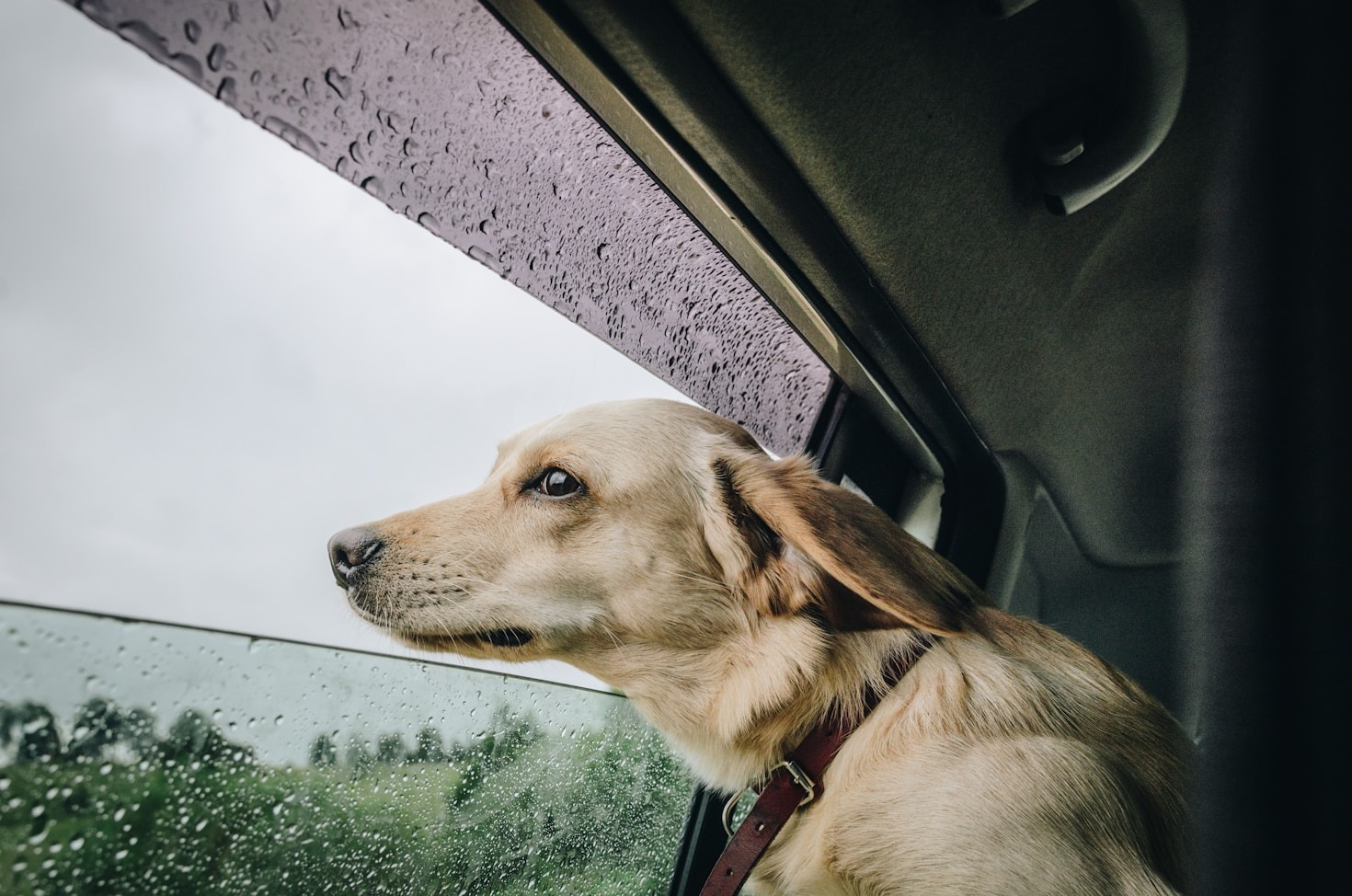 Essential Accessories for Traveling with Dogs